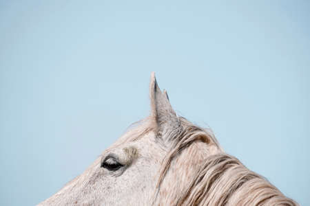 beautiful white horse portrait in the meadow