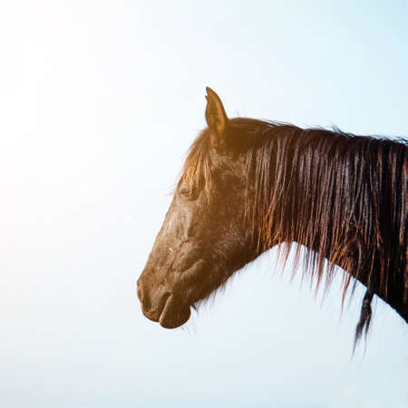 beautiful brown horse portrait in the meadowの写真素材