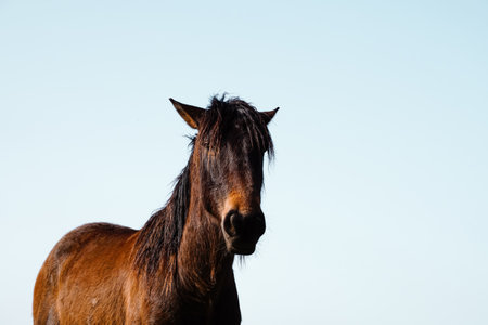 beautiful brown horse portrait in the meadow