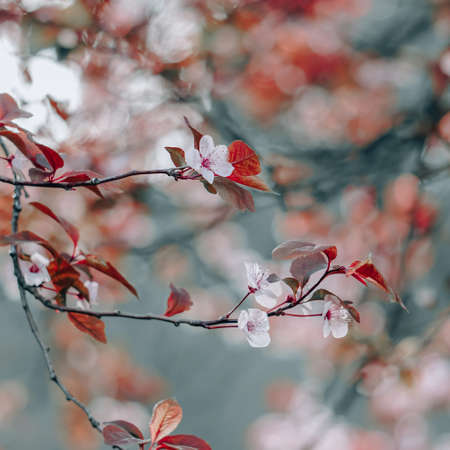 beautiful cherry blossom in spring season, sakura flowerの写真素材