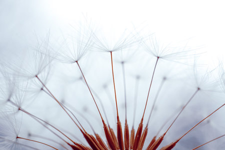 beautiful dandelion seed in springtimeの写真素材