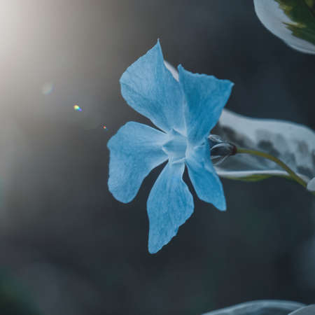 blue flower plant in the garden in spring seasonの写真素材