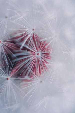 beautiful dandelion flower seed in spring seasonの写真素材