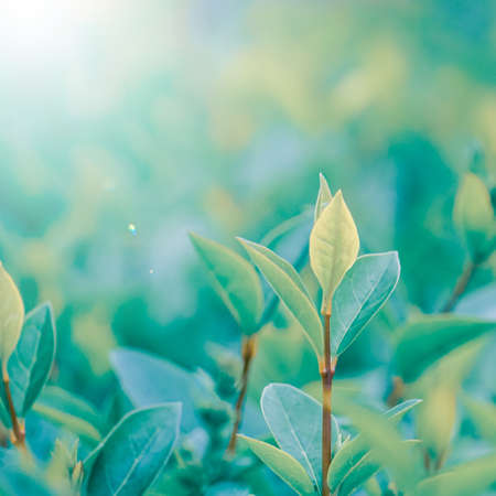 green plant leaves in the garden in spring season, green backgroundの写真素材