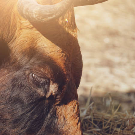 beautiful brown cow in the meadow, rural sceneの写真素材