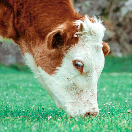 beautiful brown cow portrait in the meadow