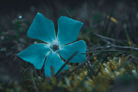 romantic blue flower in springtimeの写真素材