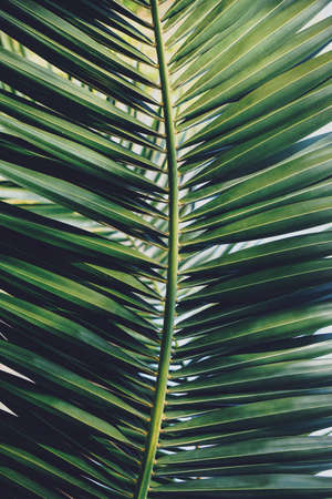 green palm tree leaves in spring seasonの写真素材
