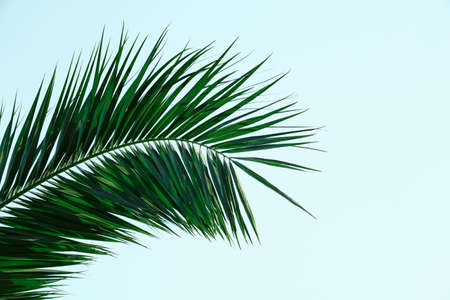 green palm tree leaves in spring seasonの写真素材