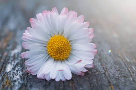 white daisy flower in spring seasonの写真素材
