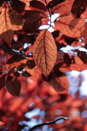 red tree leaves in the nature in autumn season, red backgroundの写真素材