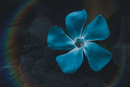 romantic blue flower in the nature in springtimeの写真素材