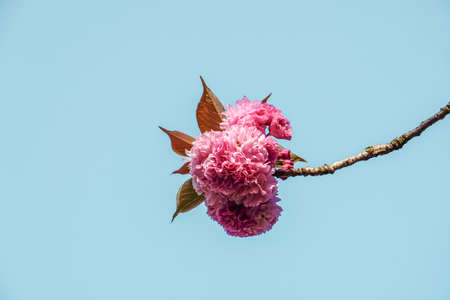 beautiful pink flowers and blue sky in spring seasonの写真素材