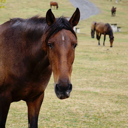 black horse portrait in the meadowの写真素材