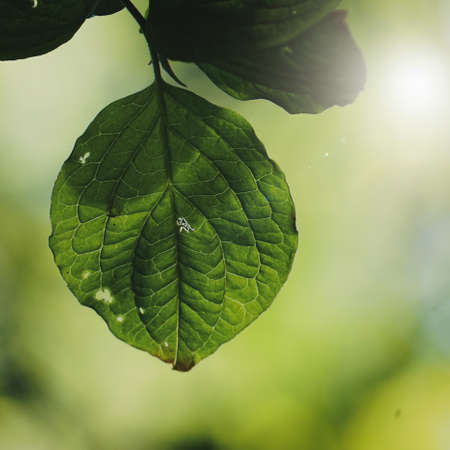 green tree leaves in springtimeの写真素材