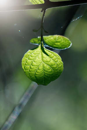 green tree leaves in springtimeの写真素材