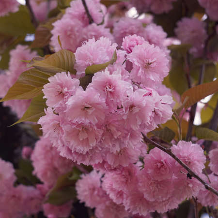 beautiful pink tree flowers in springtimeの写真素材