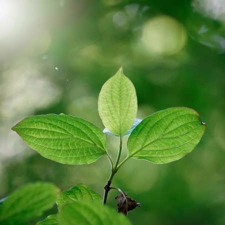 green tree leaves in spring season, green backgroundの写真素材