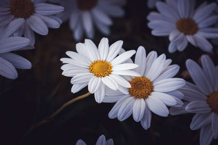 romantic white daisy flowers in the garden in spring seasonの写真素材