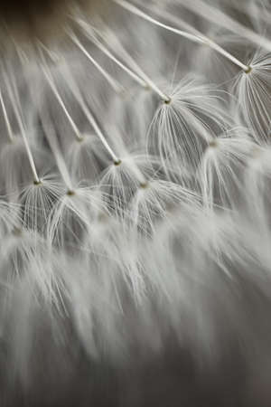 romantic white dandelion flower seed in springtime