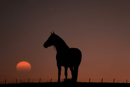 horse silhouette in the meadow with a beautiful sunsetの写真素材