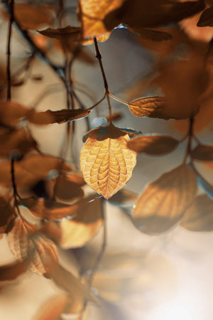 brown tree leaves in autumn season