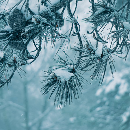 snow on the pine tree leaves in winter seasonの写真素材
