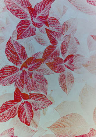 red plant leaves in autumn seasonの写真素材