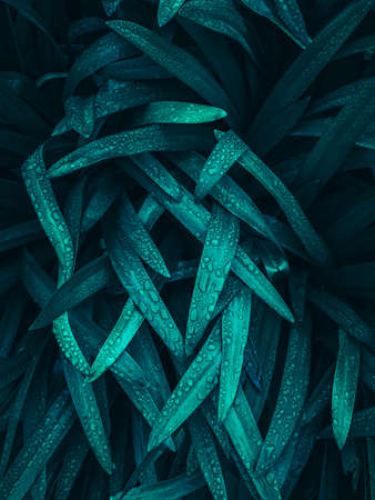green and blue plant leaves in springtimeの写真素材