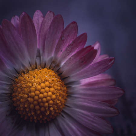 romantic white and pink daisy flower in springtimeの写真素材