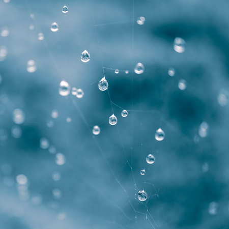 raindrops on the spiderweb in rainy daysの写真素材