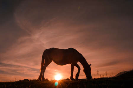 horses silhouette in the meadow with a beautiful sunsetの写真素材