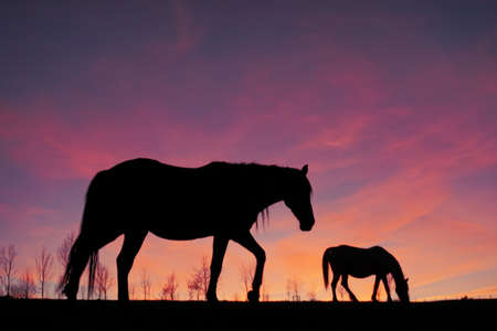 horses silhouette in the meadow with a beautiful sunsetの写真素材
