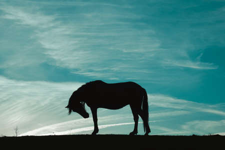 horse silhouette in the meadow with a blue sky, animals in the wildの写真素材