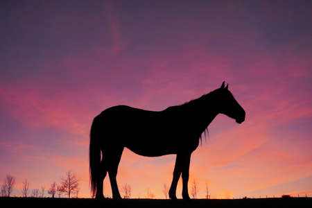 horse silhouette in the meadow with a beautiful sunset backgroundの写真素材