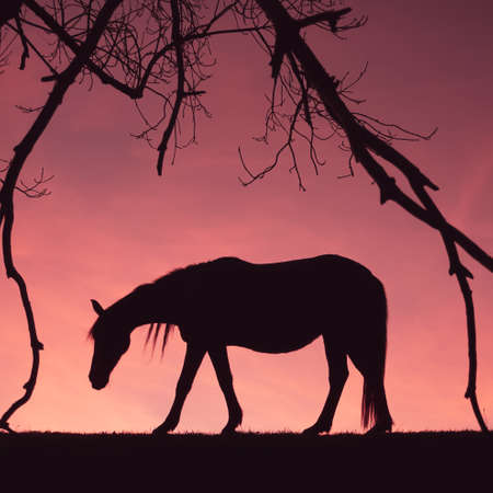 horse silhouette in the meadow with a beautiful sunset backgroundの写真素材