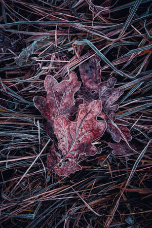 frozen brown leaf in winter seasonの写真素材