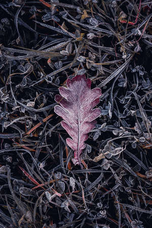 frozen brown leaf in winter season