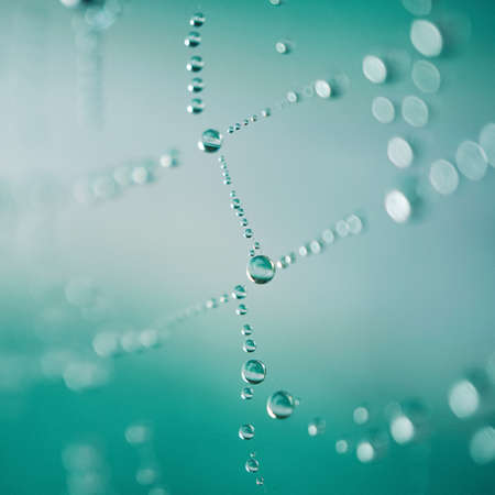 raindrops on the spider web in rainy days, abstract backgroundsの写真素材