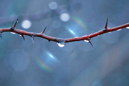 drop on the tree branch in rainy days in autumn seasonの写真素材