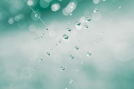 raindrops on the spider web in rainy daysの写真素材