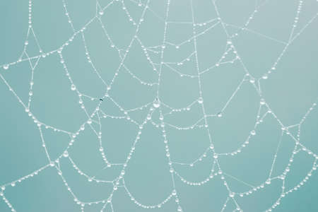 raindrops on the spider web in rainy daysの写真素材