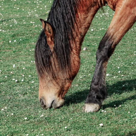 brown horse portrait in the meadowの写真素材
