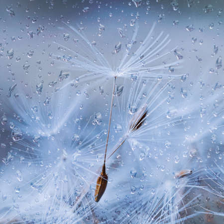 raindrops and white dandelion seed in rainy days in spring seasonの写真素材