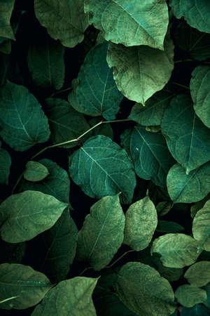 green plant leaves in the nature in spring season, green backgroundの写真素材