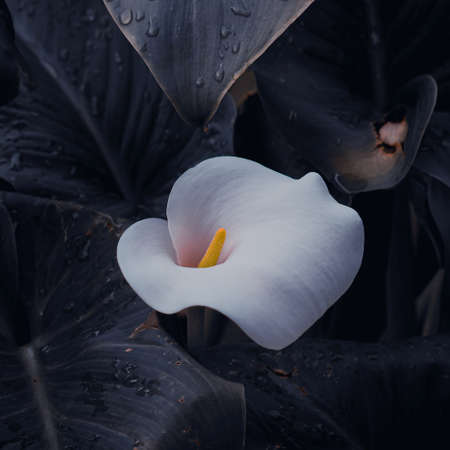 beautiful lily calla in the garden in spring seasonの写真素材