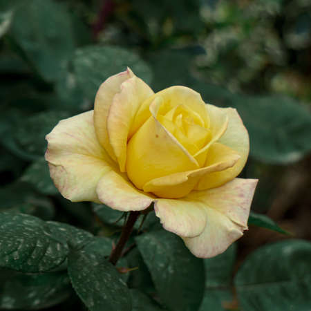romantic yellow rose flower for valentine's dayの写真素材