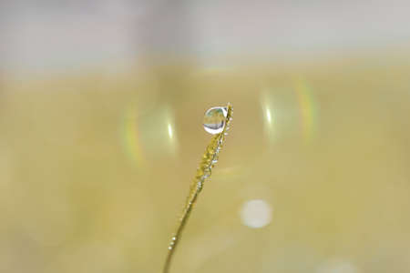 drop on the grass in rainy season in springtimeの写真素材