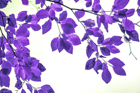 purple tree leaves abstract backgroundの写真素材