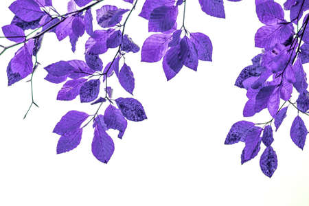 purple tree leaves abstract backgroundの写真素材